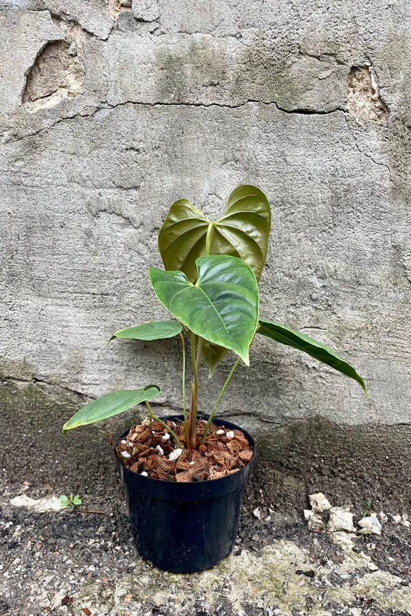 Anthurium recavum 5" against a grey wall