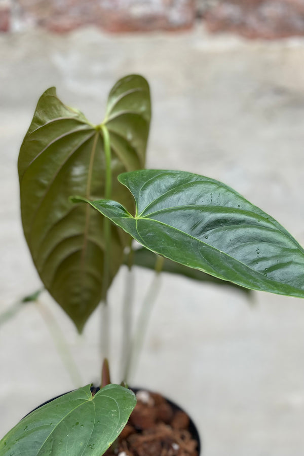 detail of Anthurium recavum 5" against a grey wall