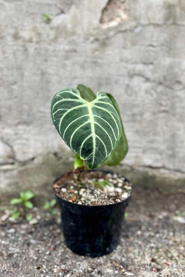 Anthurium regale 6" against a grey wall