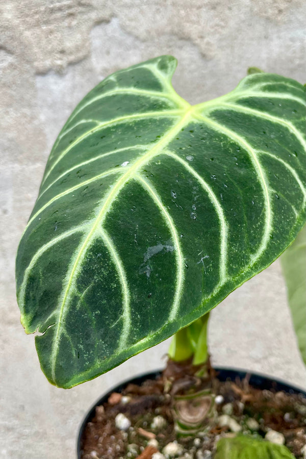 detail of Anthurium regale 6" against a grey wall