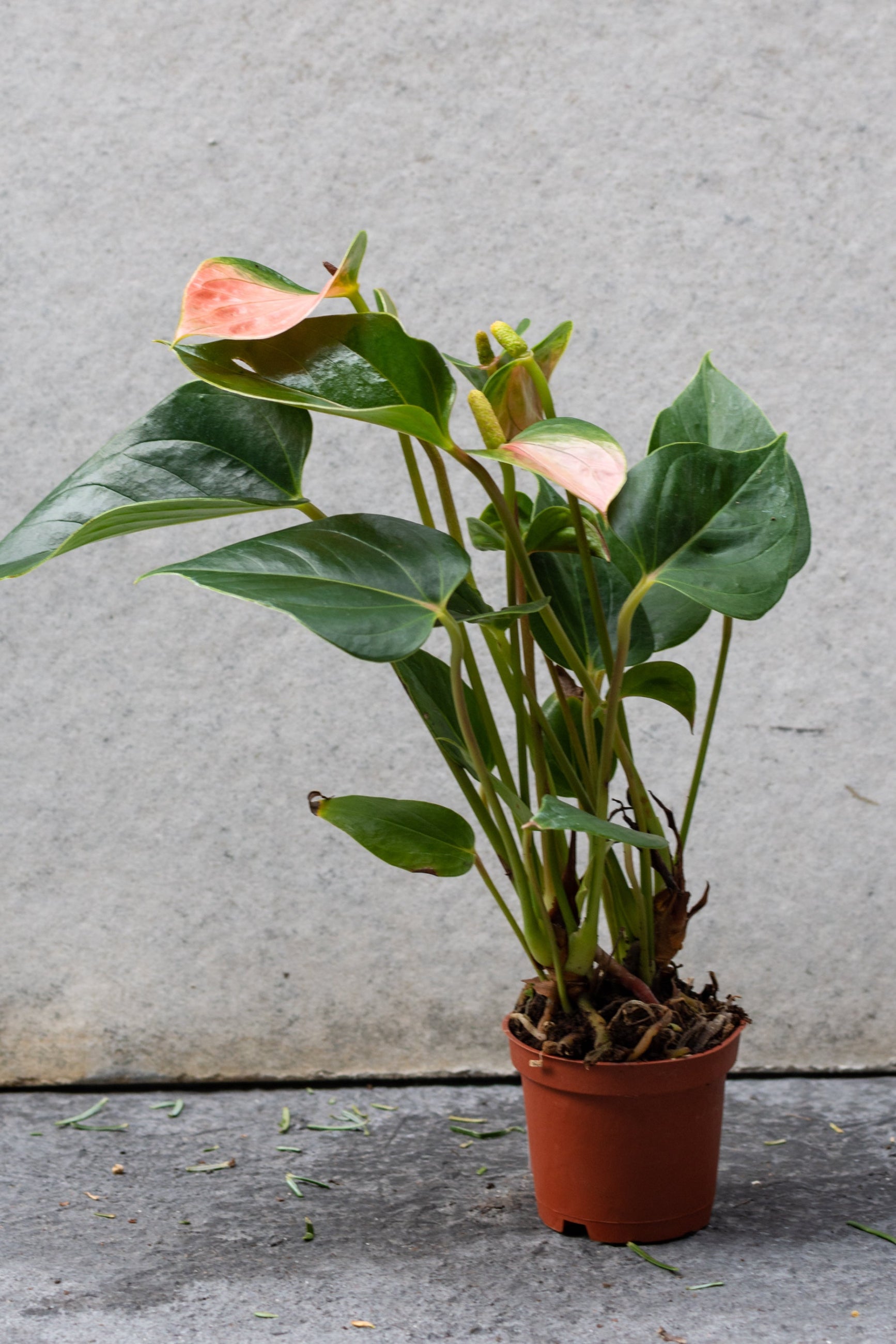 Pink Anthurium up close with the green leaves surrounding the spathes ©Sprout Home
