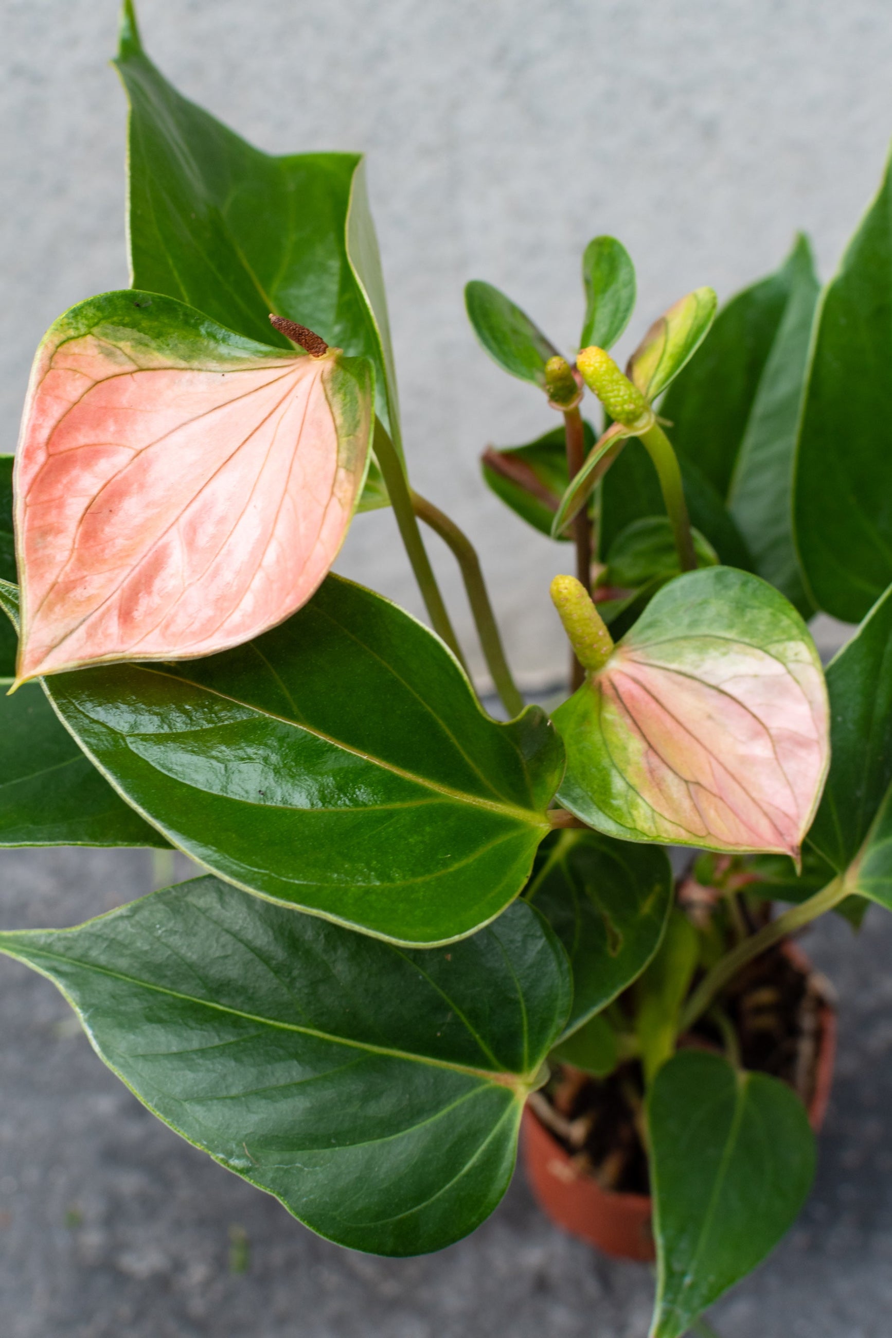Pink Anthurium up close with the green leaves surrounding the spathes ©Sprout Home