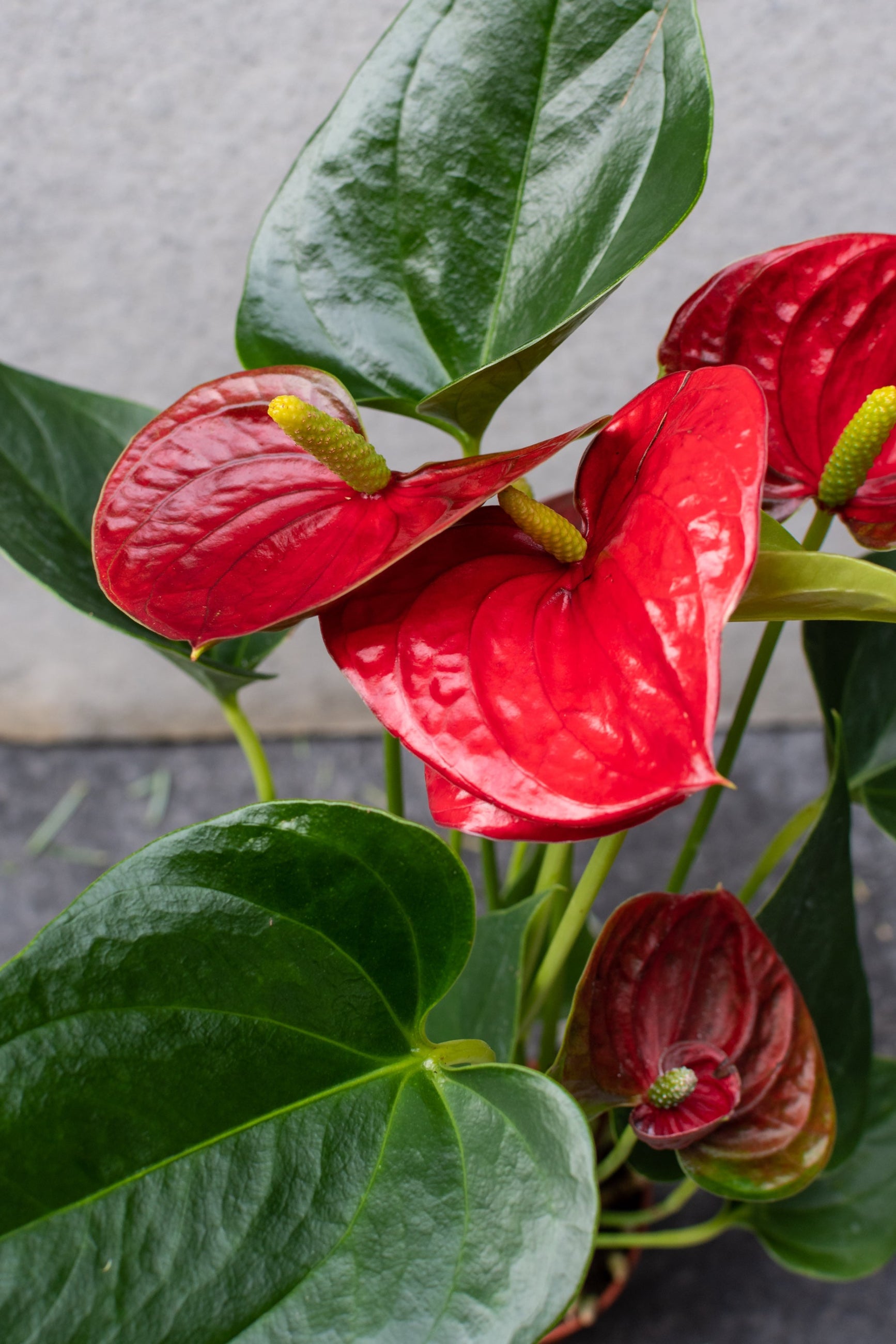 Red Anthurium up close with the green leaves surrounding the spathes ©Sprout Home