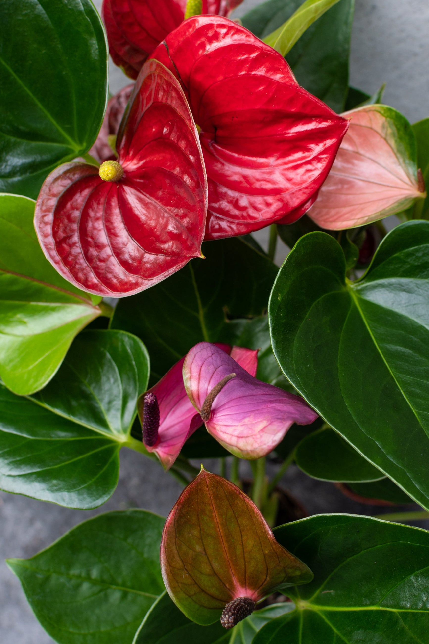various colors of Anthurium ©Sprout Home