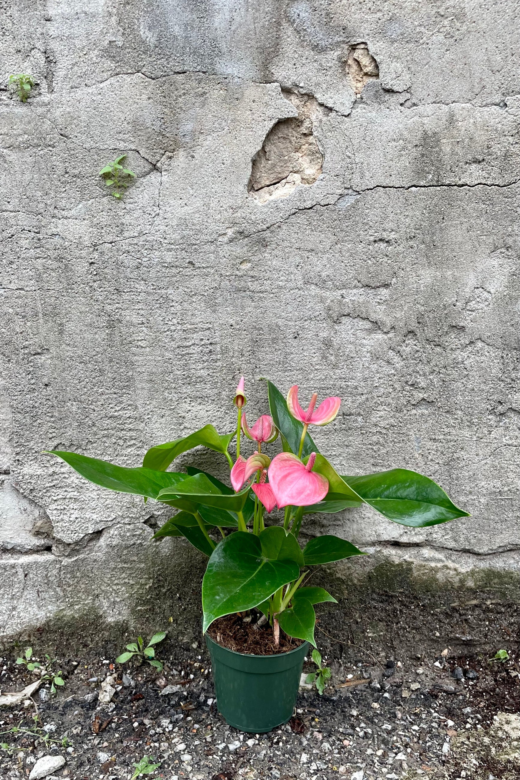 pink Anthurium 4" against a grey wall  ©Sprout Home