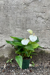 white Anthurium 4" against a grey wall