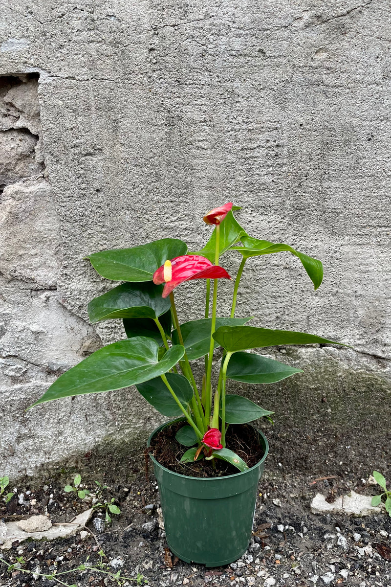 red Anthurium 4" against a grey wall
