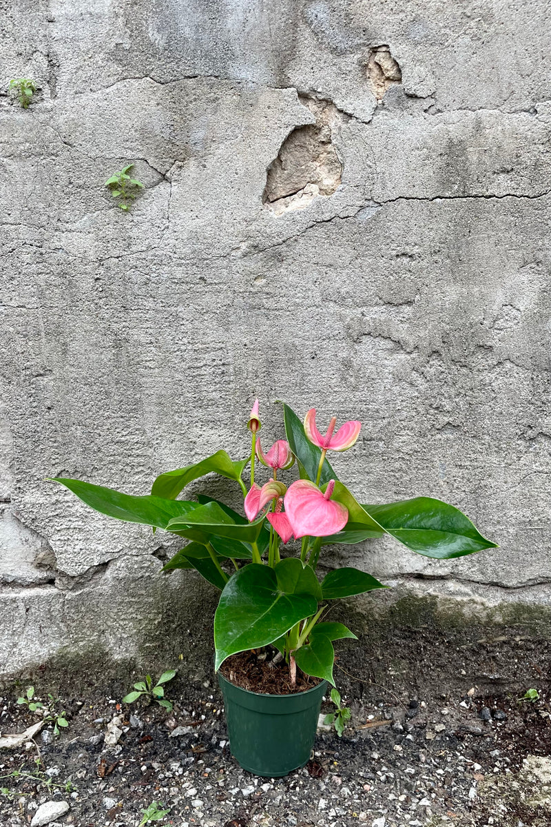 pink Anthurium 4" against a grey wall 