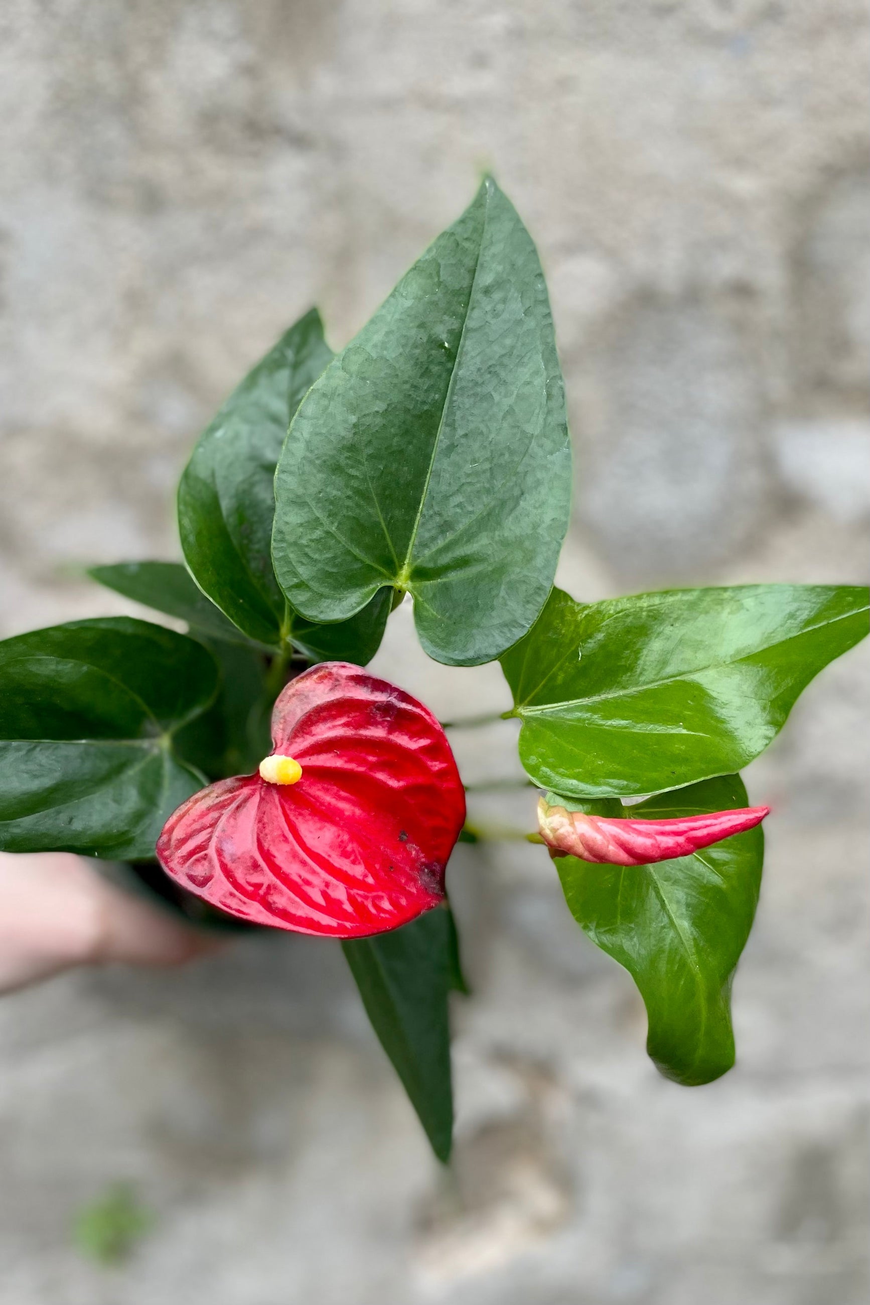 detail of red Anthurium 4" against a grey wall ©Sprout Home