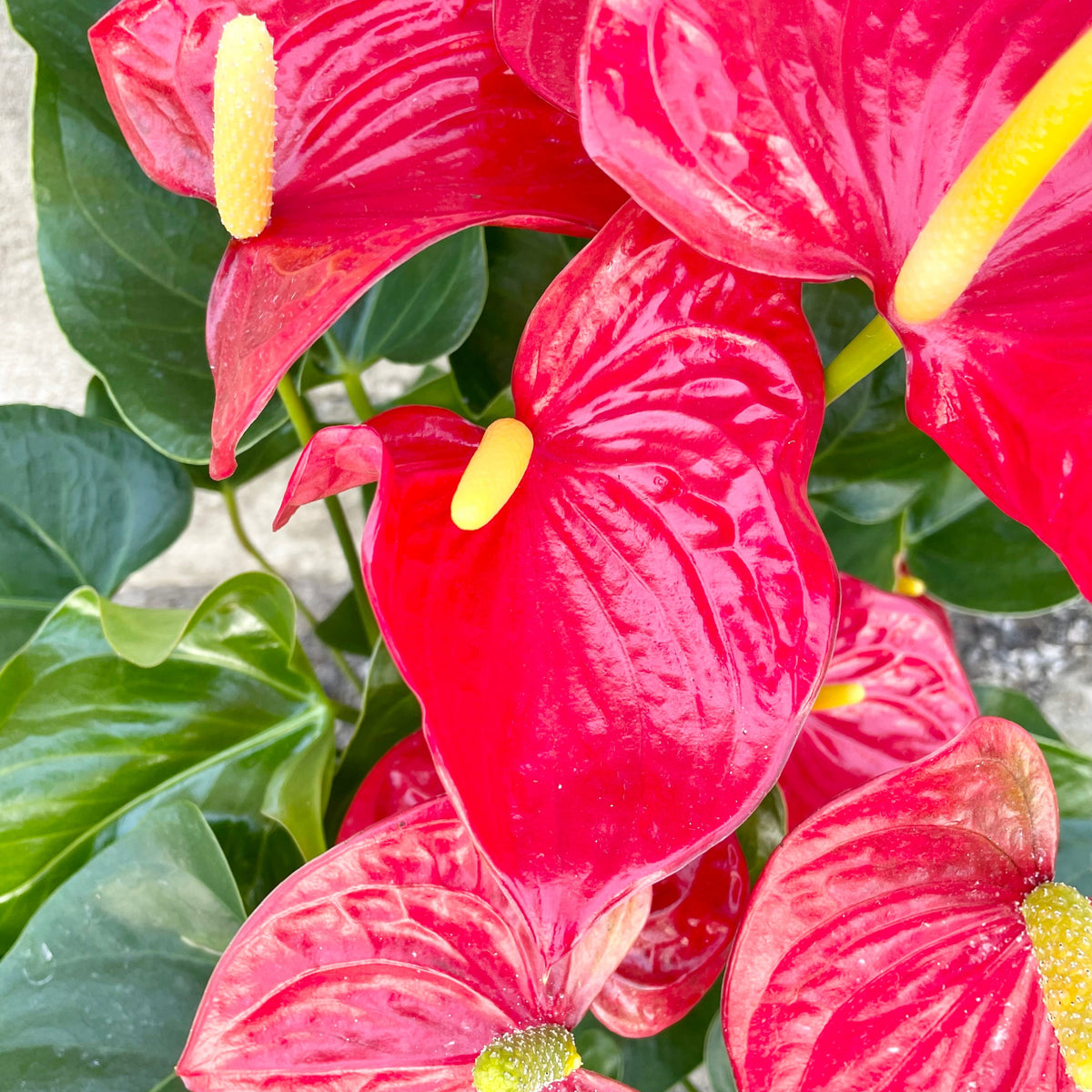 anthurium hybride rouge Anthurium hybrid (assorted) 6" at SPROUT HOME