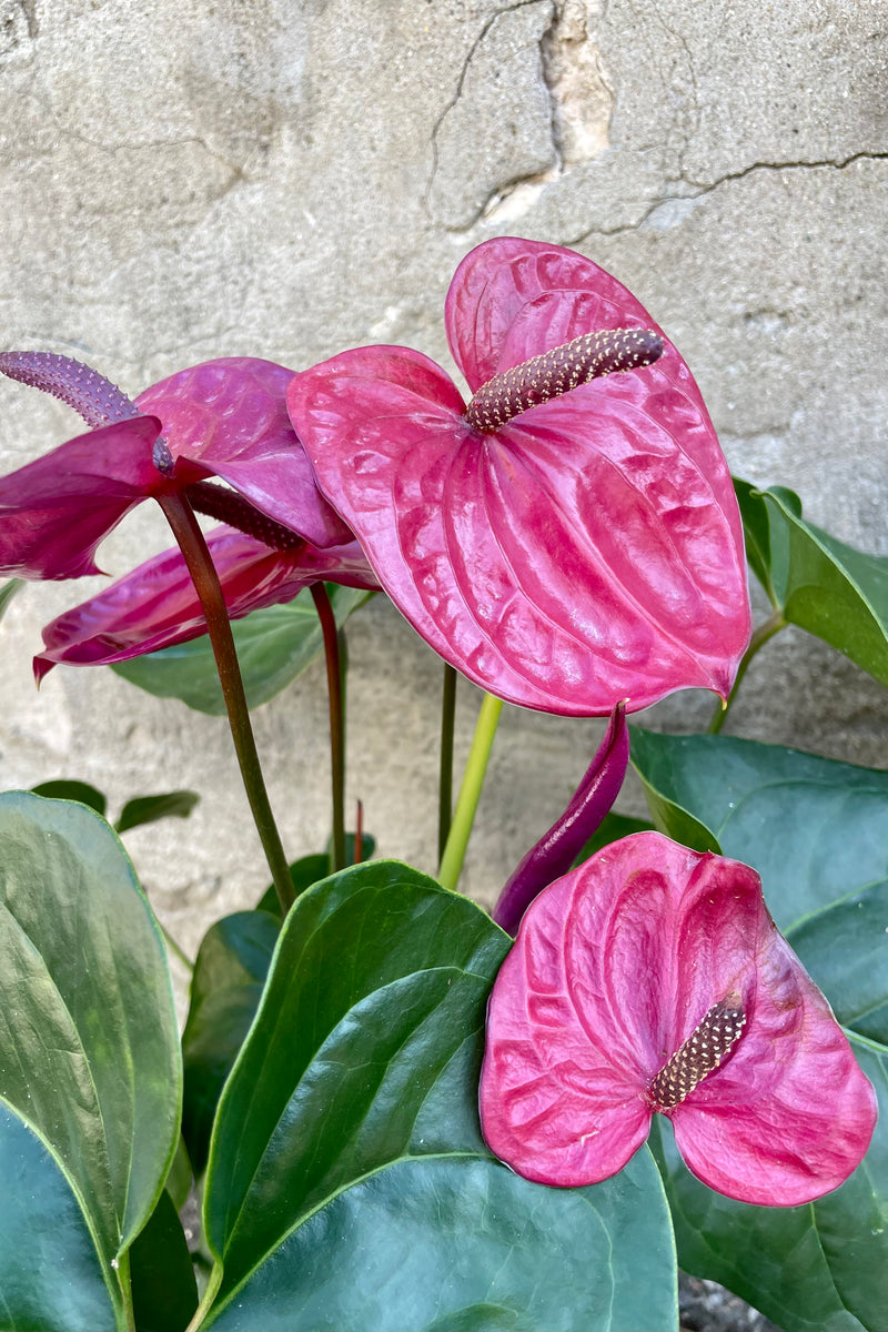 Anthurium's, or Flamingo Flower 6" detail of green leaves and purple glossy blooms with a dark purple spadix