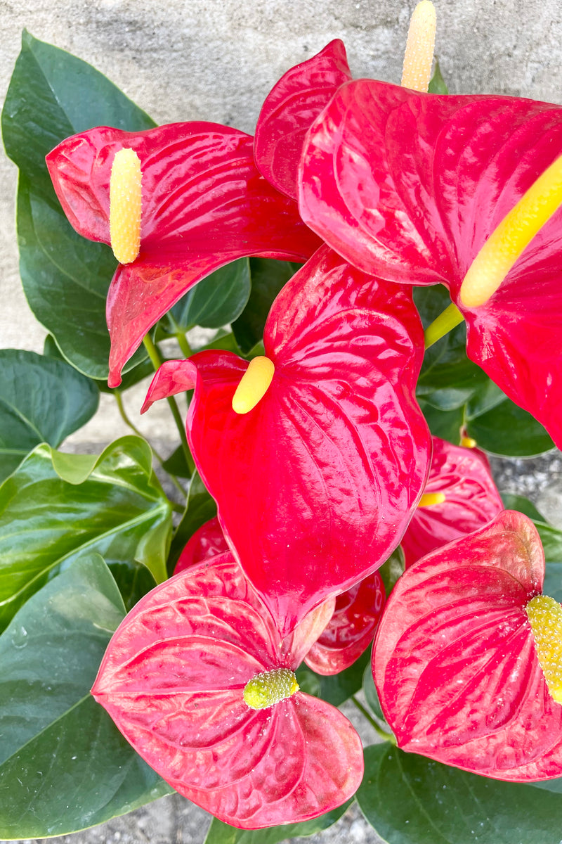 Anthurium's, or Flamingo Flower 6" detail of green leaves and red glossy blooms with a yellow spadix