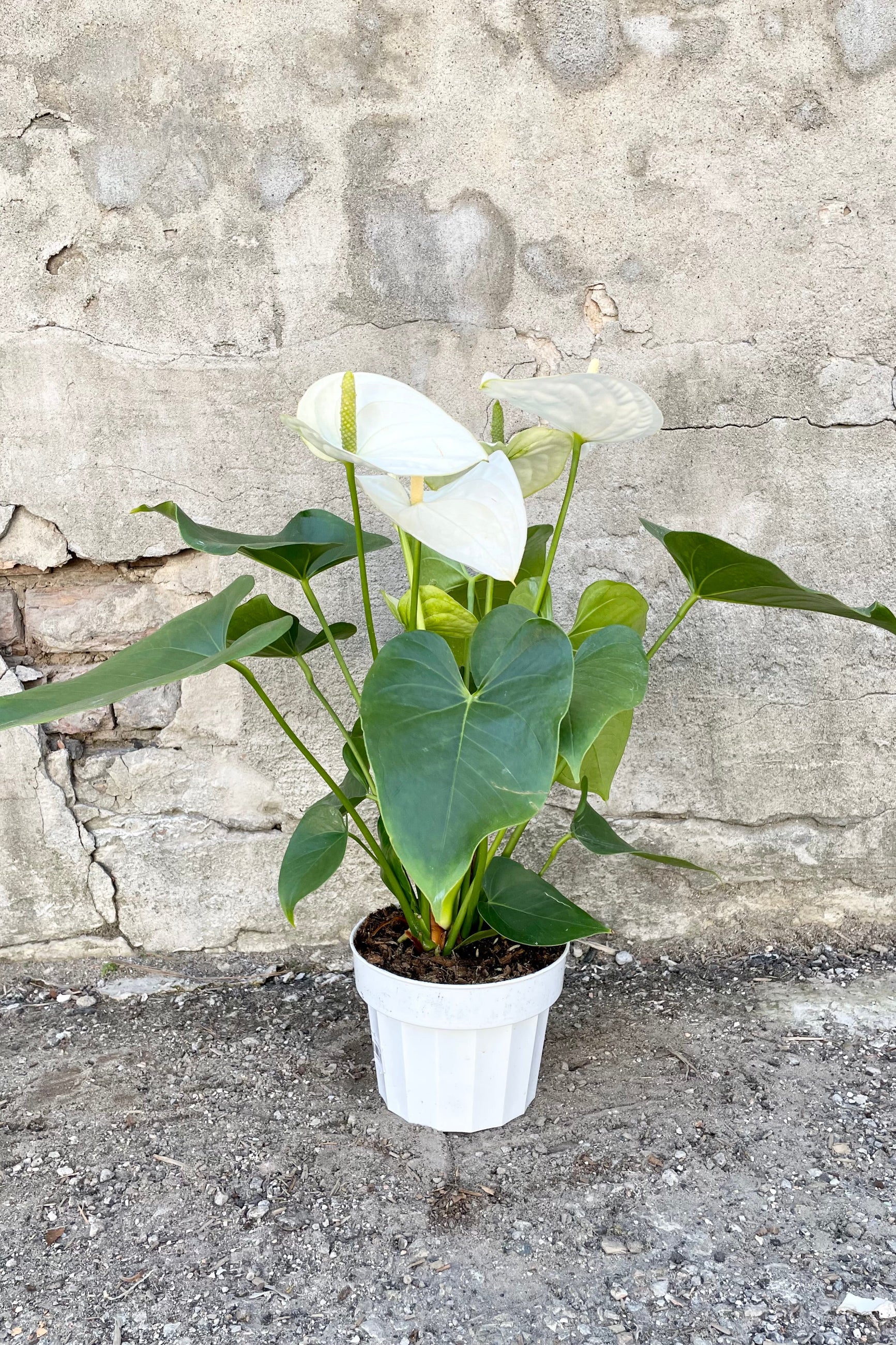 Anthurium's, or Flamingo Flower 6" white growers pot with green leaves and white glossy blooms with a yellow spadix ©Sprout Home