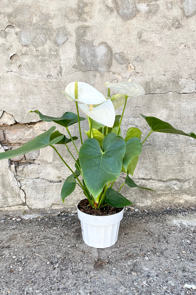 Anthurium's, or Flamingo Flower 6" white growers pot with green leaves and white glossy blooms with a yellow spadix