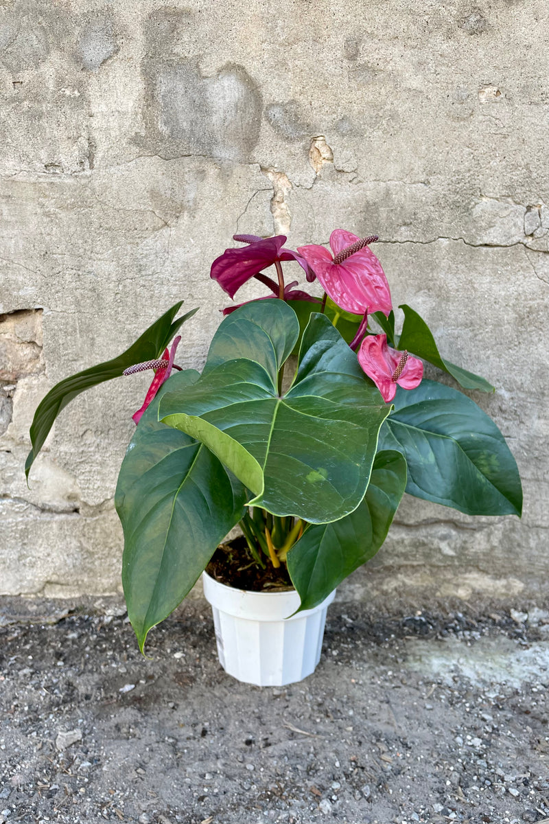Anthurium's, or Flamingo Flower 6" white growers pot with green leaves and purple glossy blooms with a dark purple spadix
