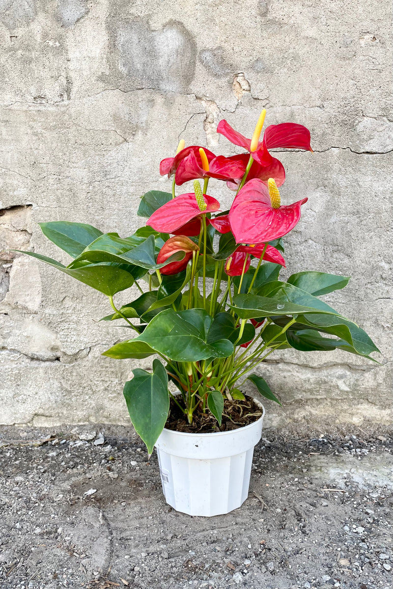 Anthurium's, or Flamingo Flower 6" white growers pot with green leaves and red glossy blooms with a yellow spadix  