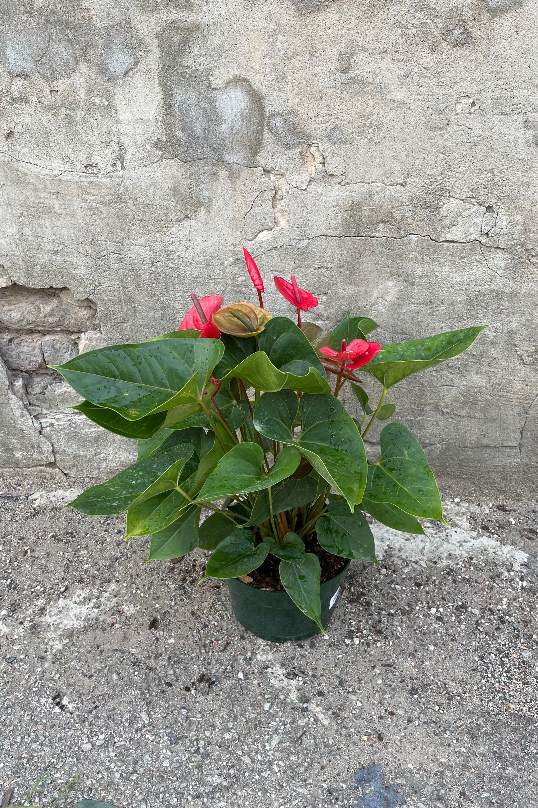  pink flowering Anthurium in an 8" growers pot against a gray wall ©Sprout Home