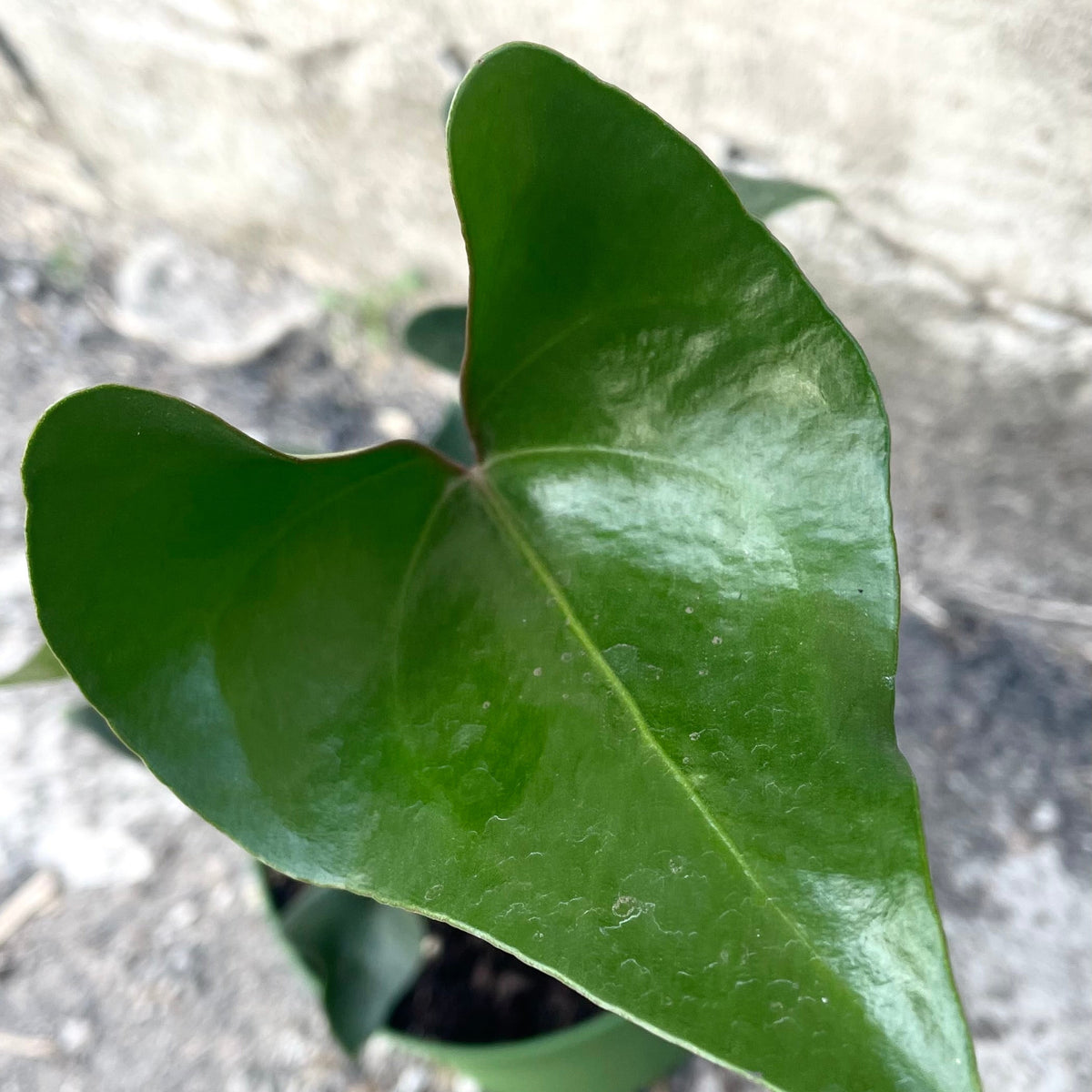 Anthurium 'Arrow' 6