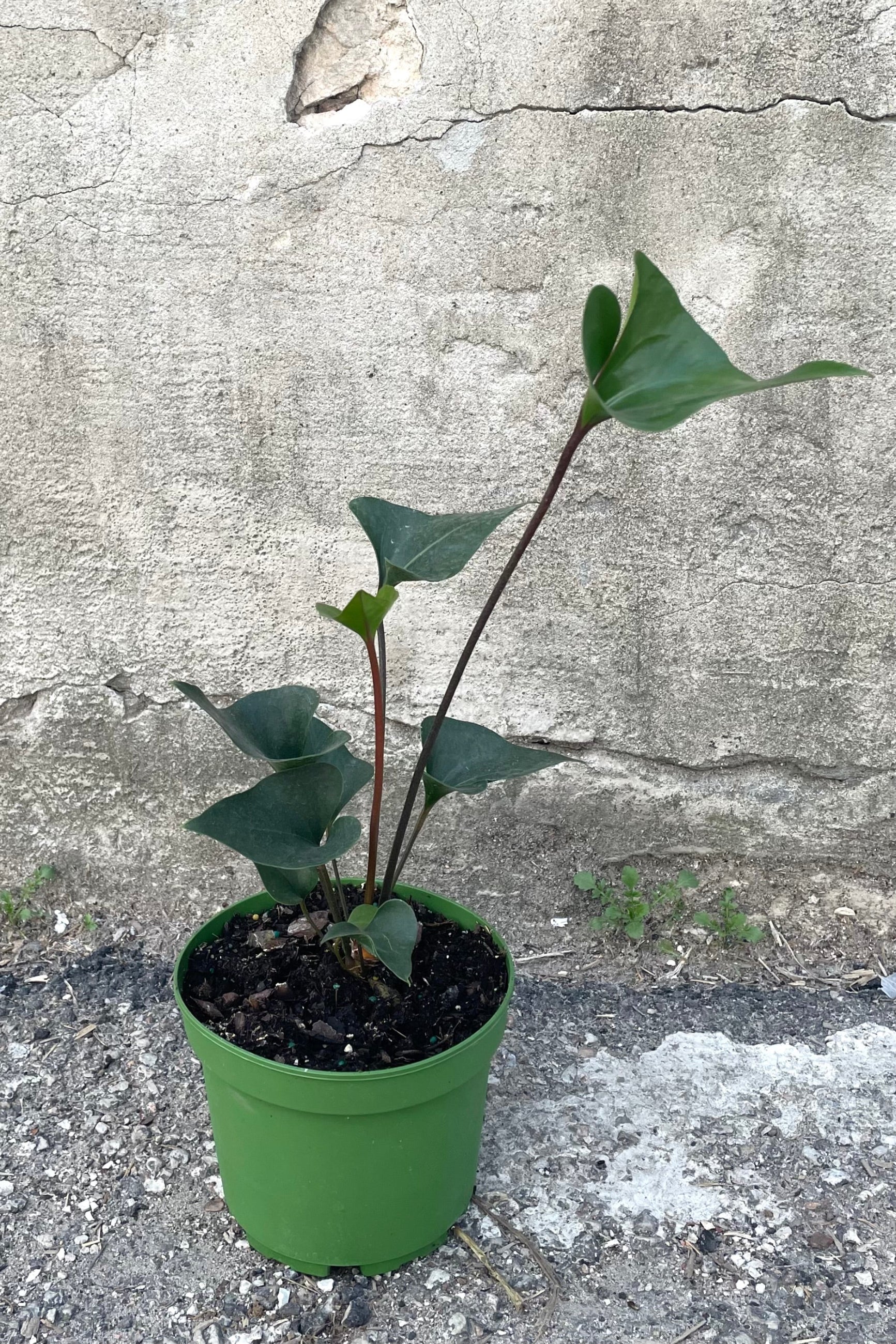 A full view of Anthurium 'Arrow' 6" in grow pot against concrete backdrop ©Sprout Home