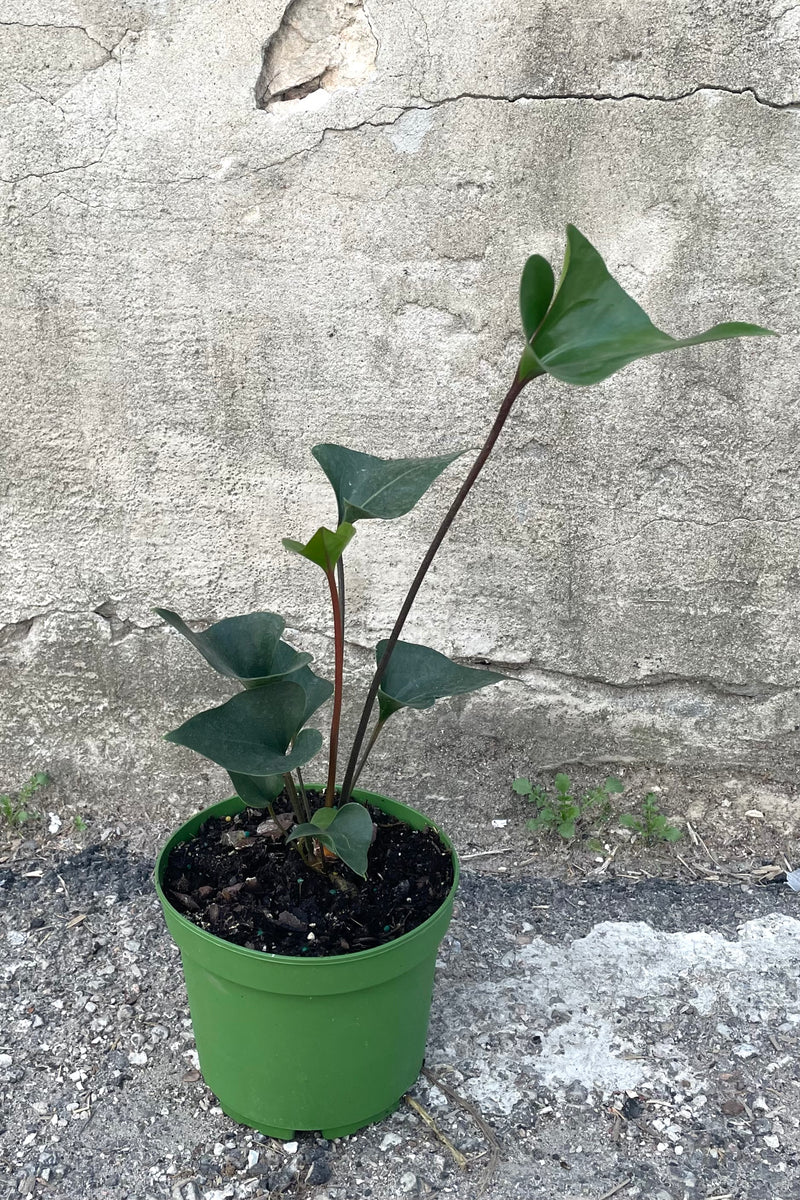 A full view of Anthurium 'Arrow' 6" in grow pot against concrete backdrop