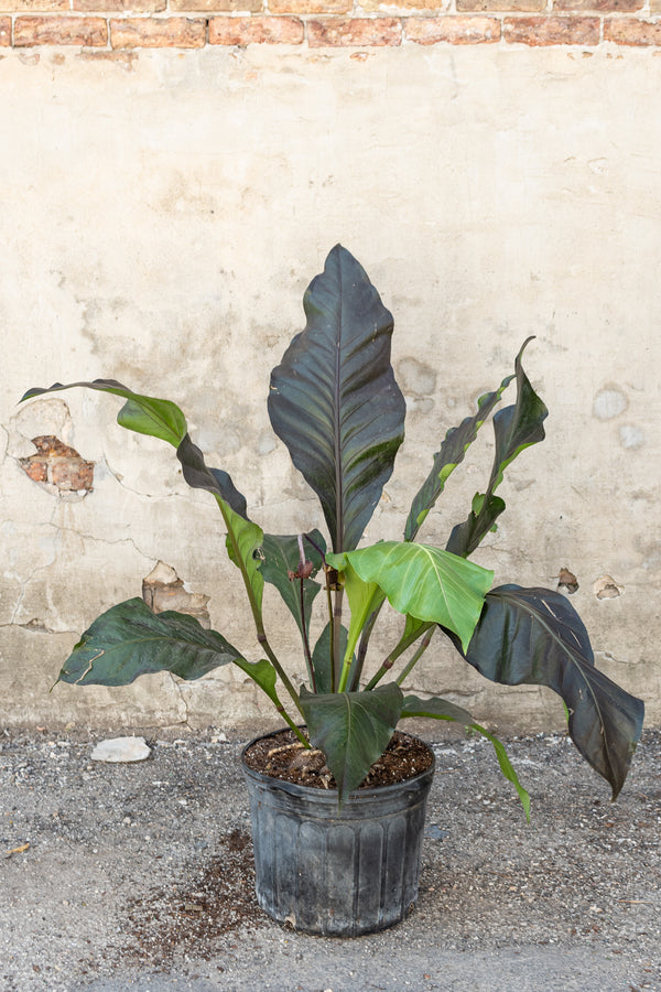 Large Anthurium Big Red Bird in front of concrete wall