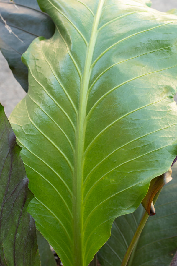 Close up of Anthurium Big Red Bird leaf