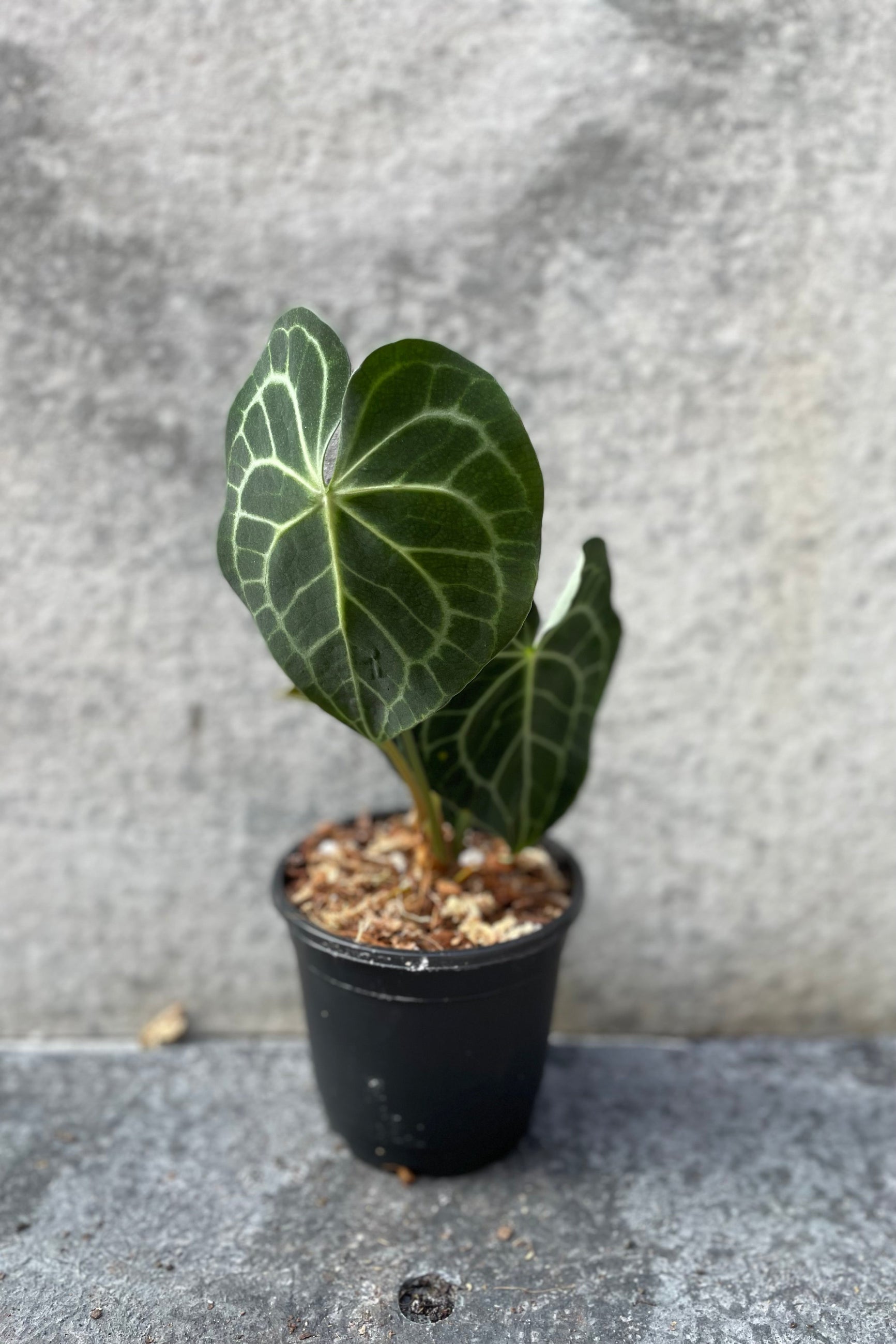 Anthurium clarinervium in grow pot in front of grey background  ©Sprout Home