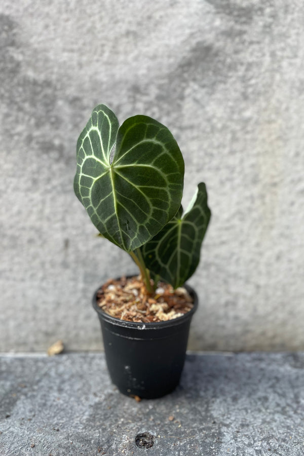 Anthurium clarinervium in grow pot in front of grey background