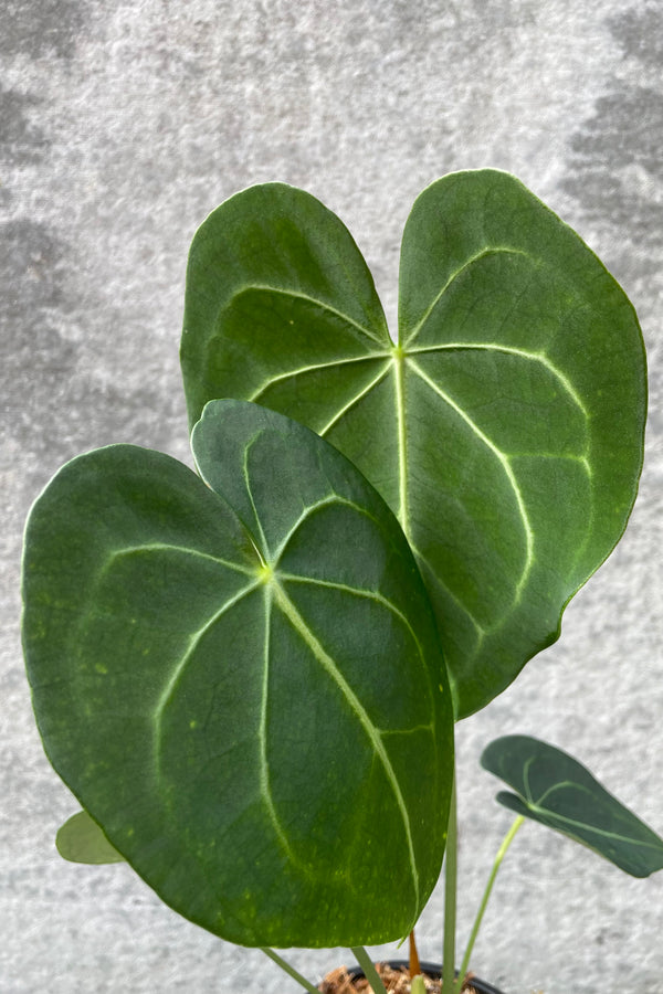 Close up of two large Anthurium clarinervium leaves