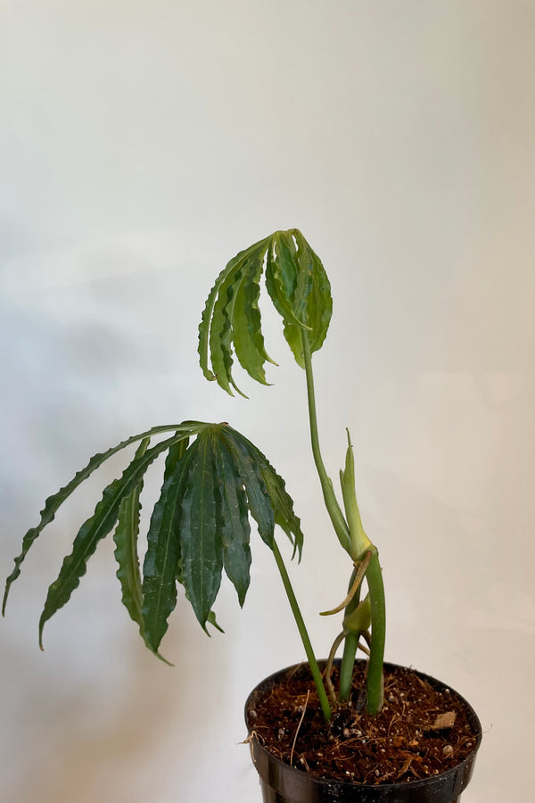 Photo of fine green palmate leaves of Anthurium