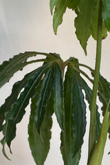 Close photo of finely palmate leaves of Anthurium against white wall