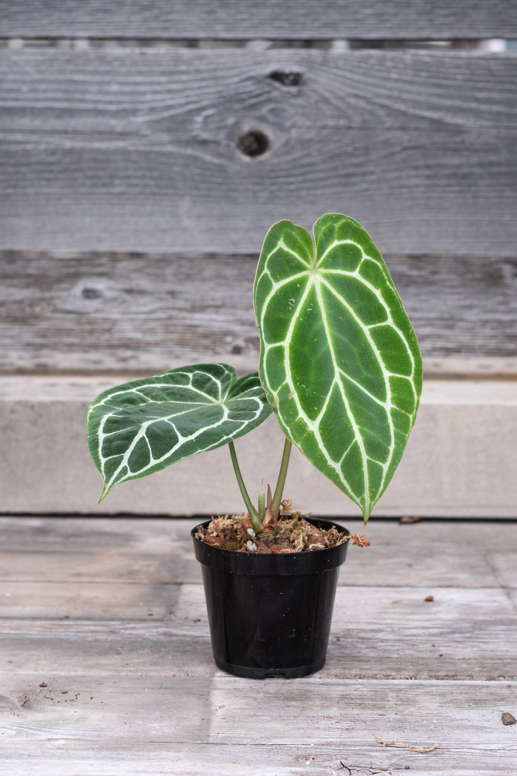 Anthurium crystallinum in a 4" growers pot colored veins, potted in a container. ©Sprout Home