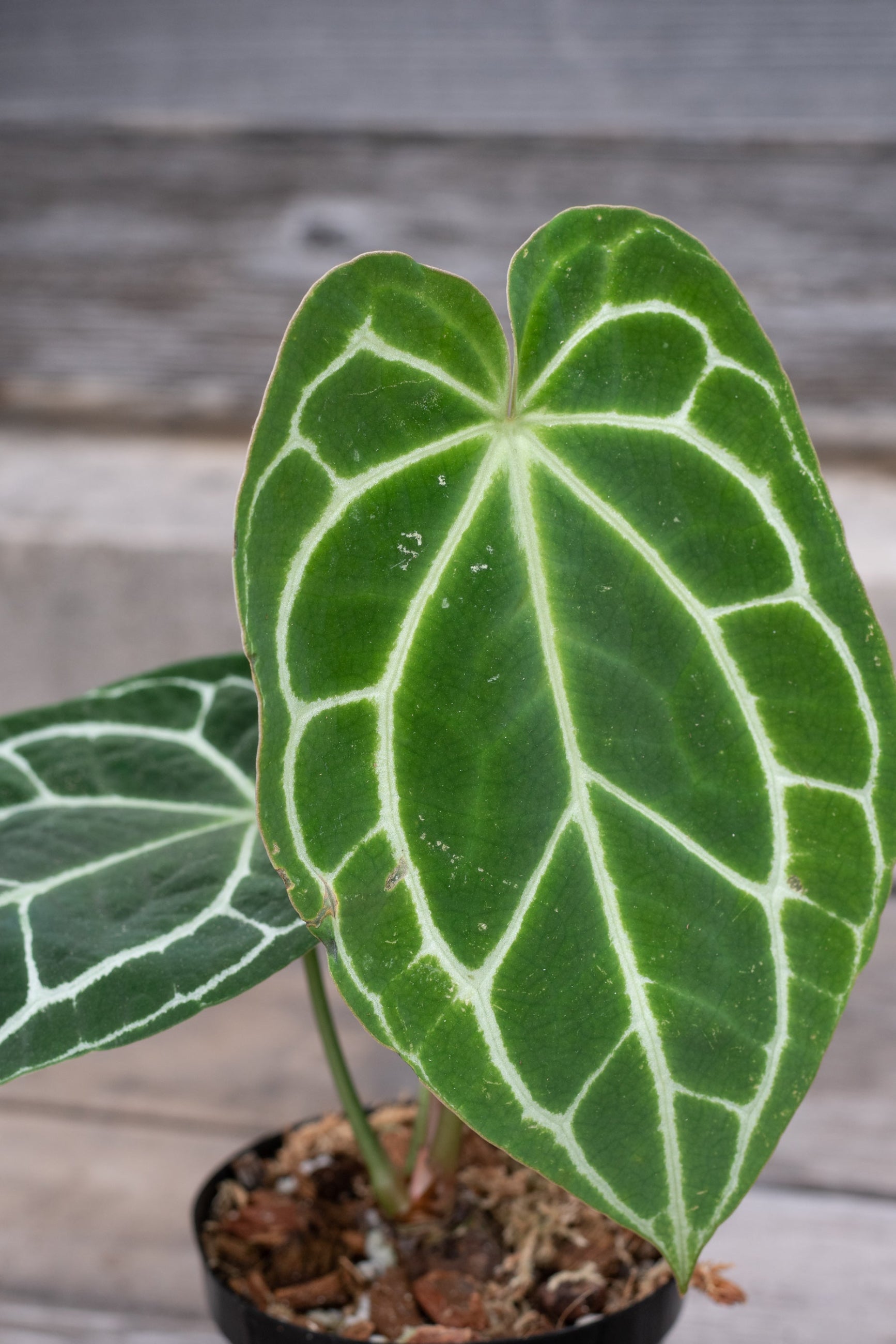 Anthurium crystallinum plant with vibrant green leaves featuring white to cream colored veins, potted in a container. ©Sprout Home