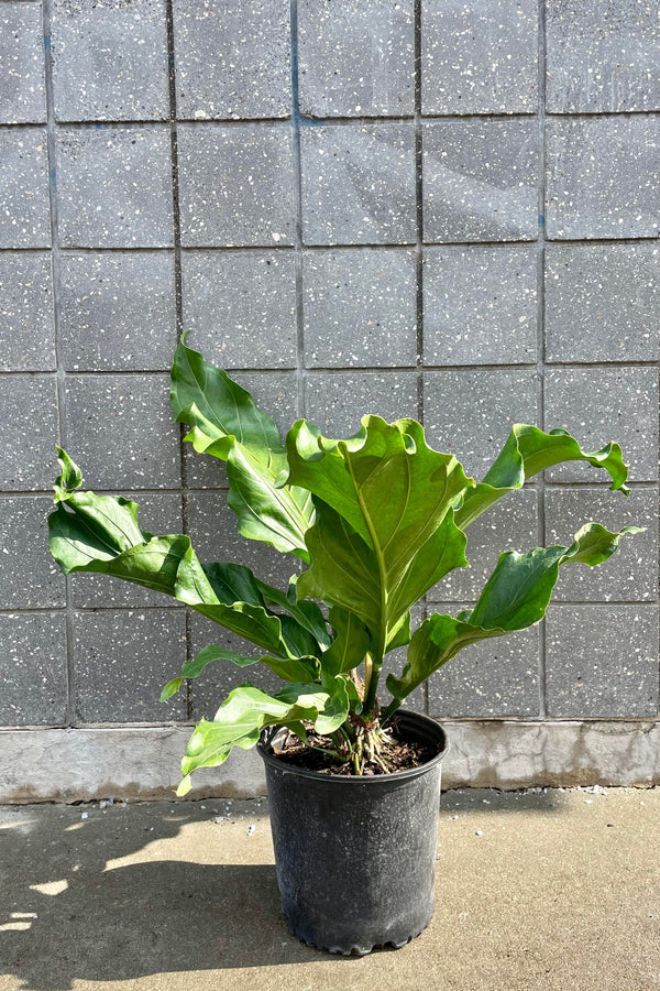 The Anthurium hookeri 10" sits against a grey, brick backdrop.