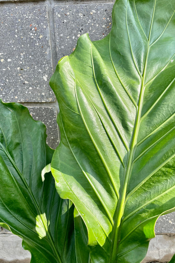 A detailed look at the Anthurium hookeri 10" 