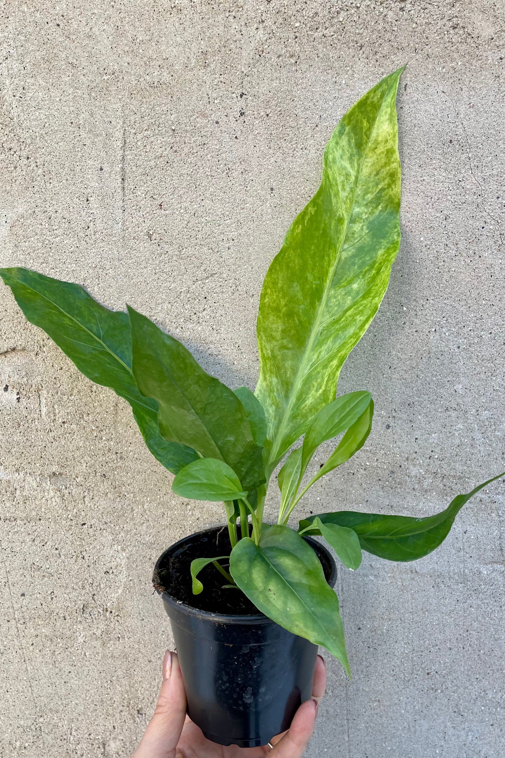 Anthurium hookeri variegated in a 4" growers pot at Sprout Home being held against a grey wall.   ©Sprout Home