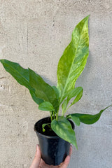 Anthurium hookeri variegated in a 4" growers pot at Sprout Home being held against a grey wall. 