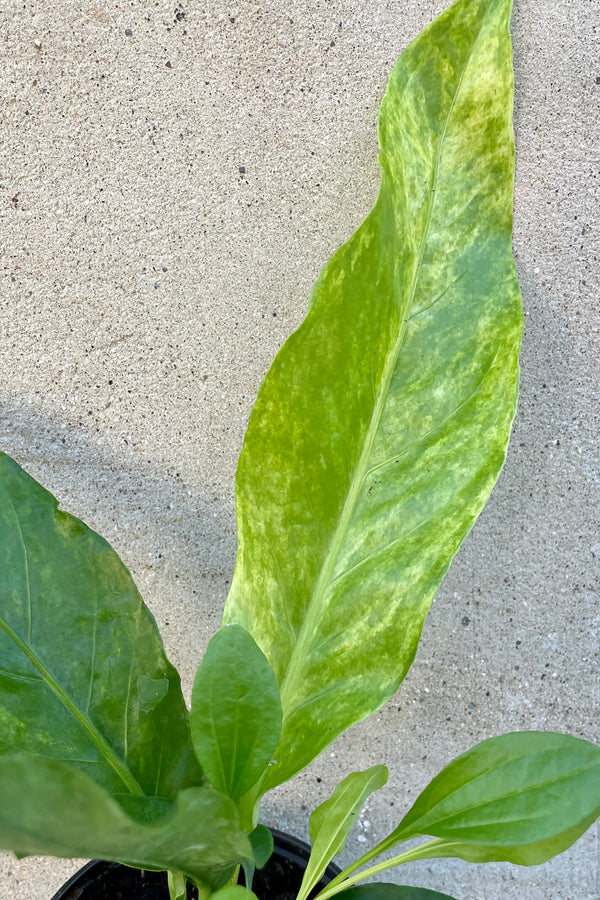Detail picture of the variegated leaves of a young Anthurium hookeri plant at Sprout Home.