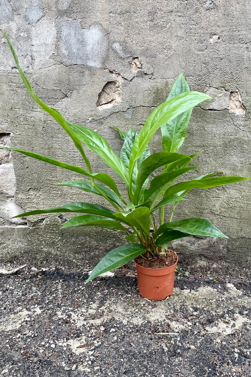Anthurium 'Jungle Bush' in a 5" growers pot.