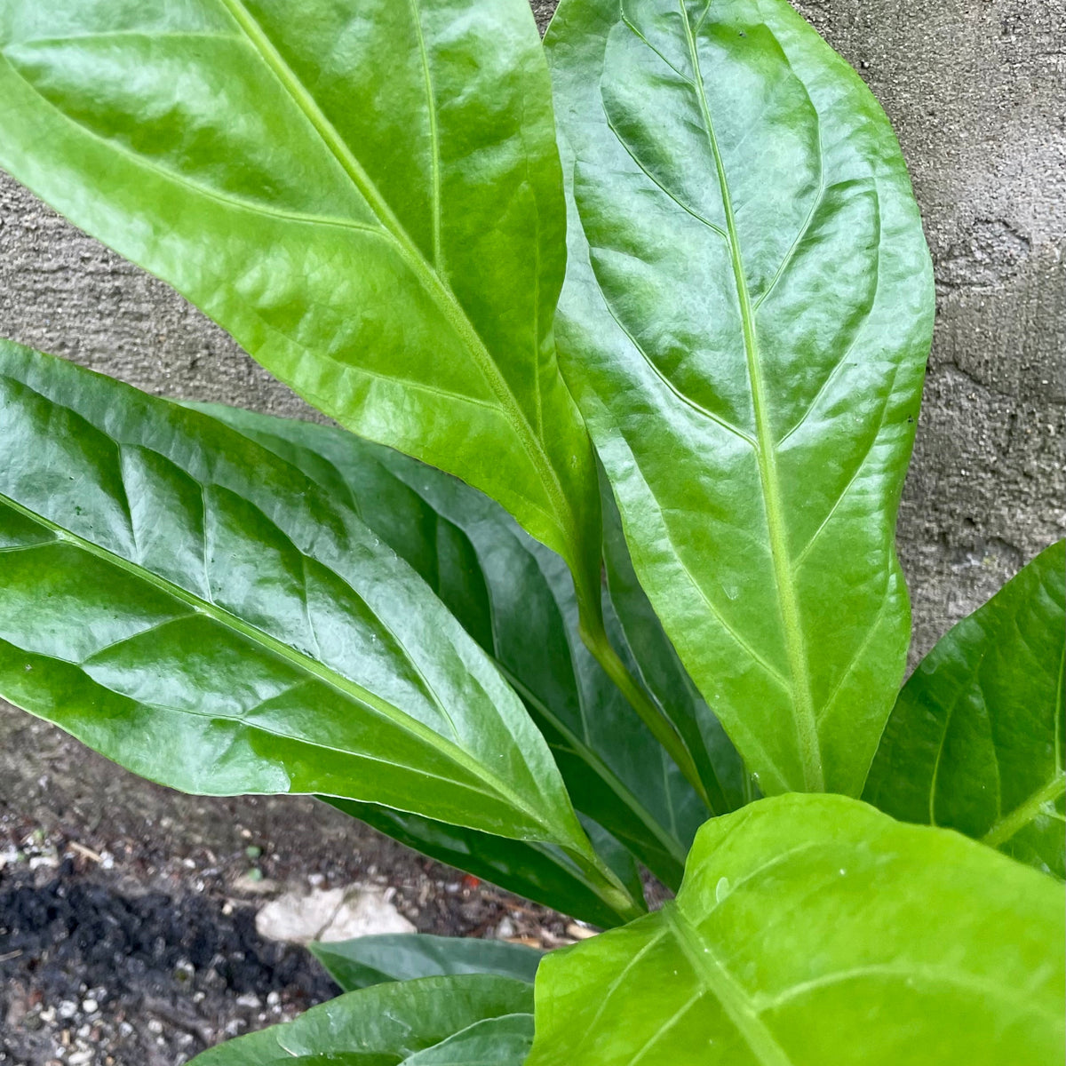 anthurium jungle bush flower Anthurium 'Jungle Bush' 6" at SPROUT HOME