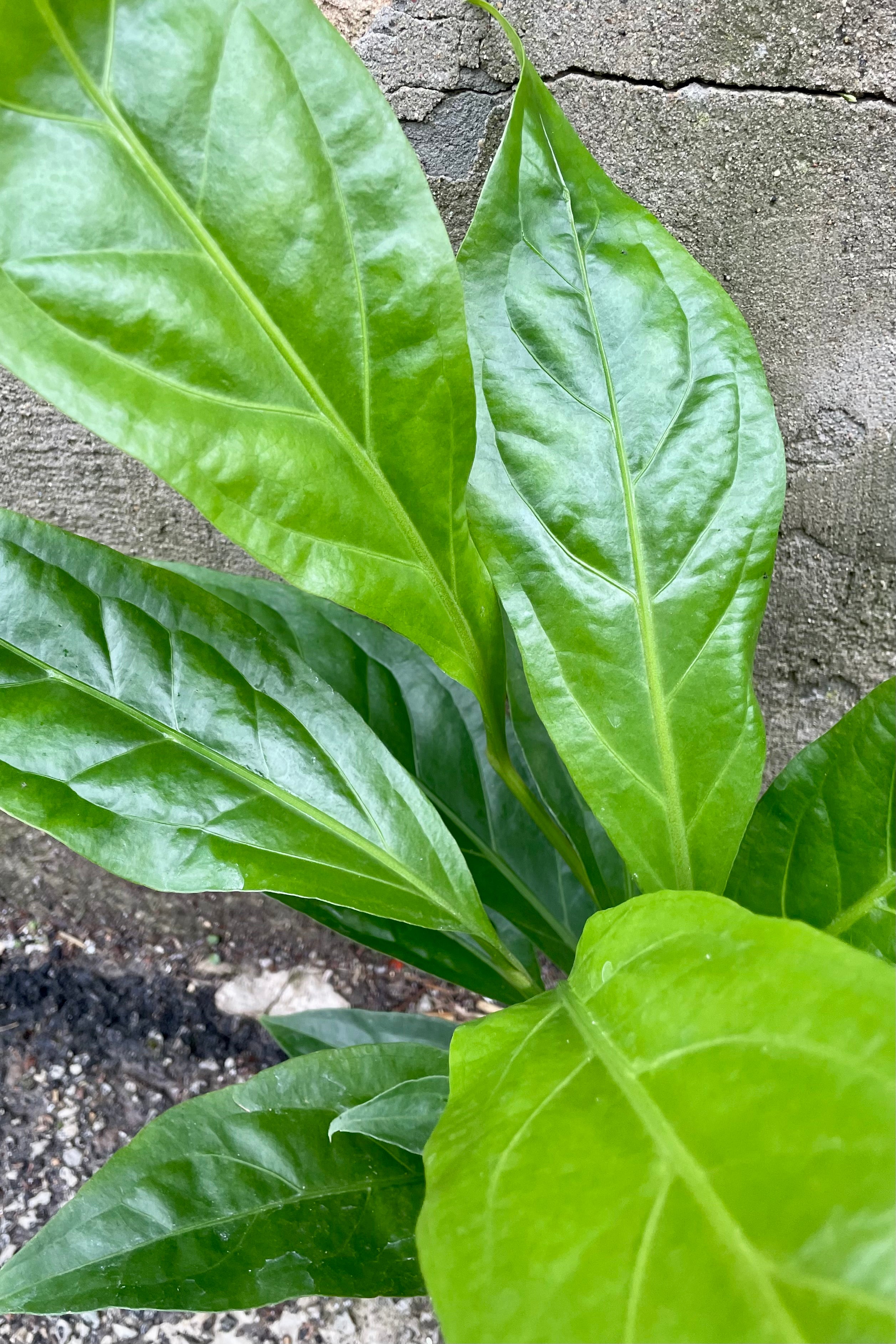 detail picture of the highly defined green leaves of the Anthurium 'Jungle Bush'