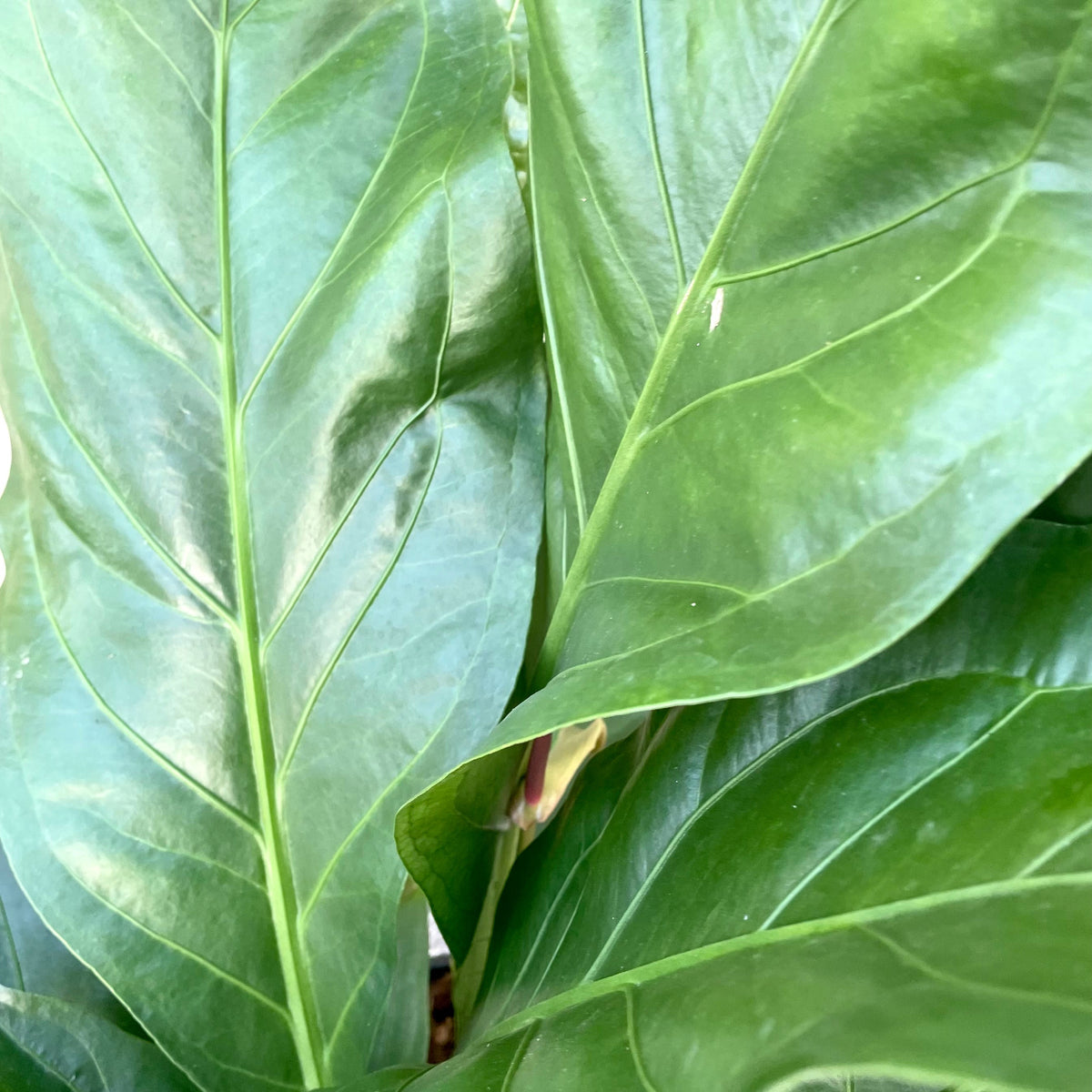anthurium bushii Anthurium 'Jungle Bush' 8" at SPROUT HOME