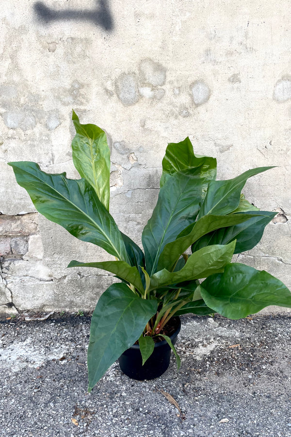 A full view of Anthurium 'Jungle Bush' 8" in a grow pot against a concrete backdrop