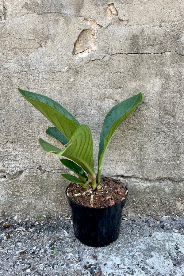 Anthurium jenmanii 6" against a grey wall