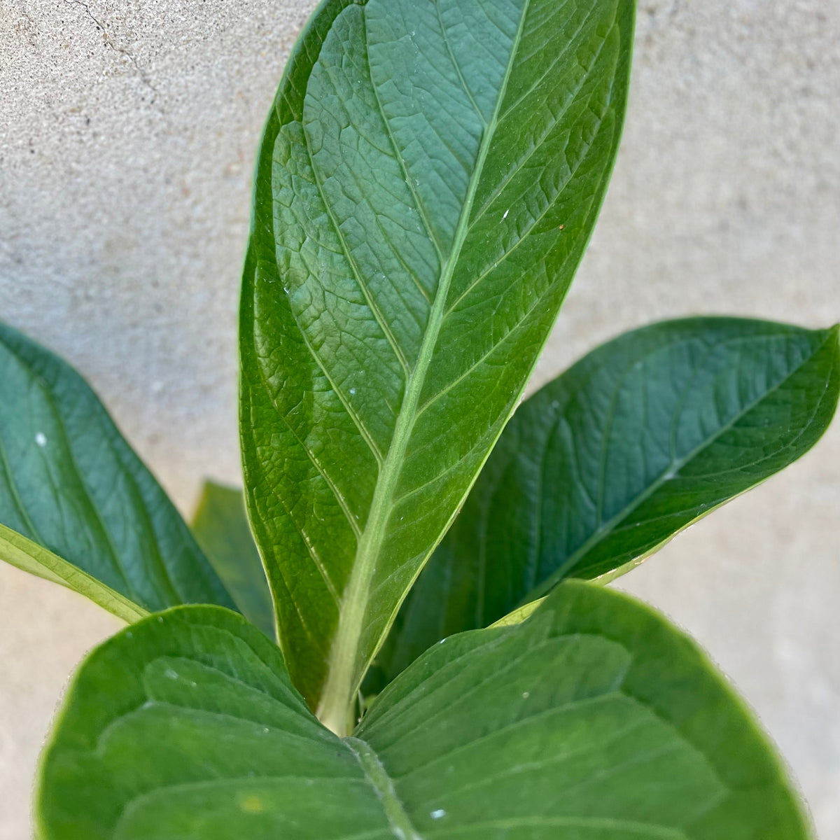 Anthurium jenmanii 6