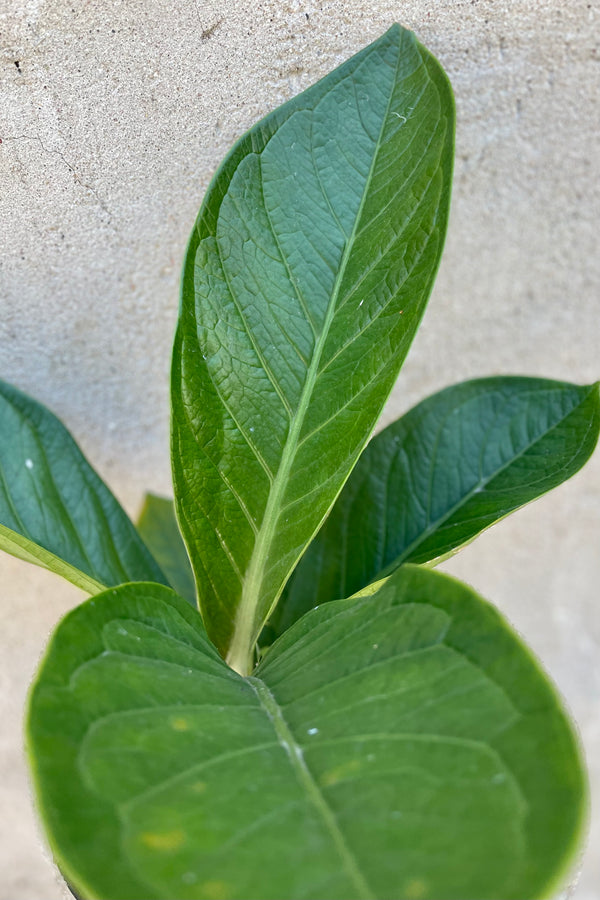 Detail of Anthurium jenmanii 6" against a grey wall