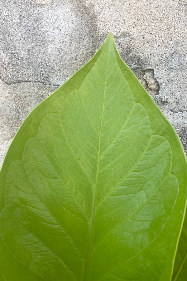 A detailed view of Anthurium 'King of Kings' 8" against concrete backdrop