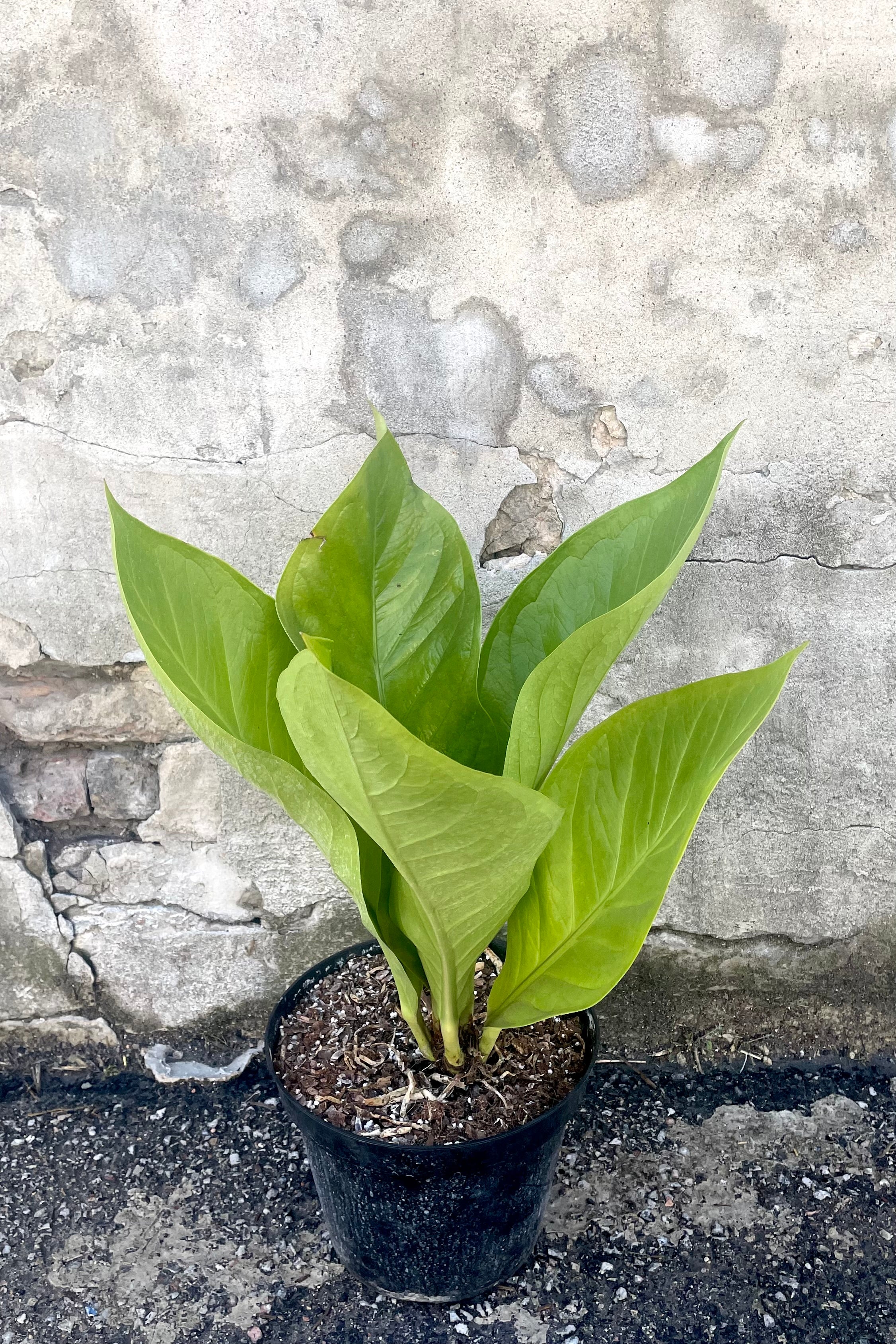 A full view of Anthurium 'King of Kings' 8" in grow pot against concrete backdrop