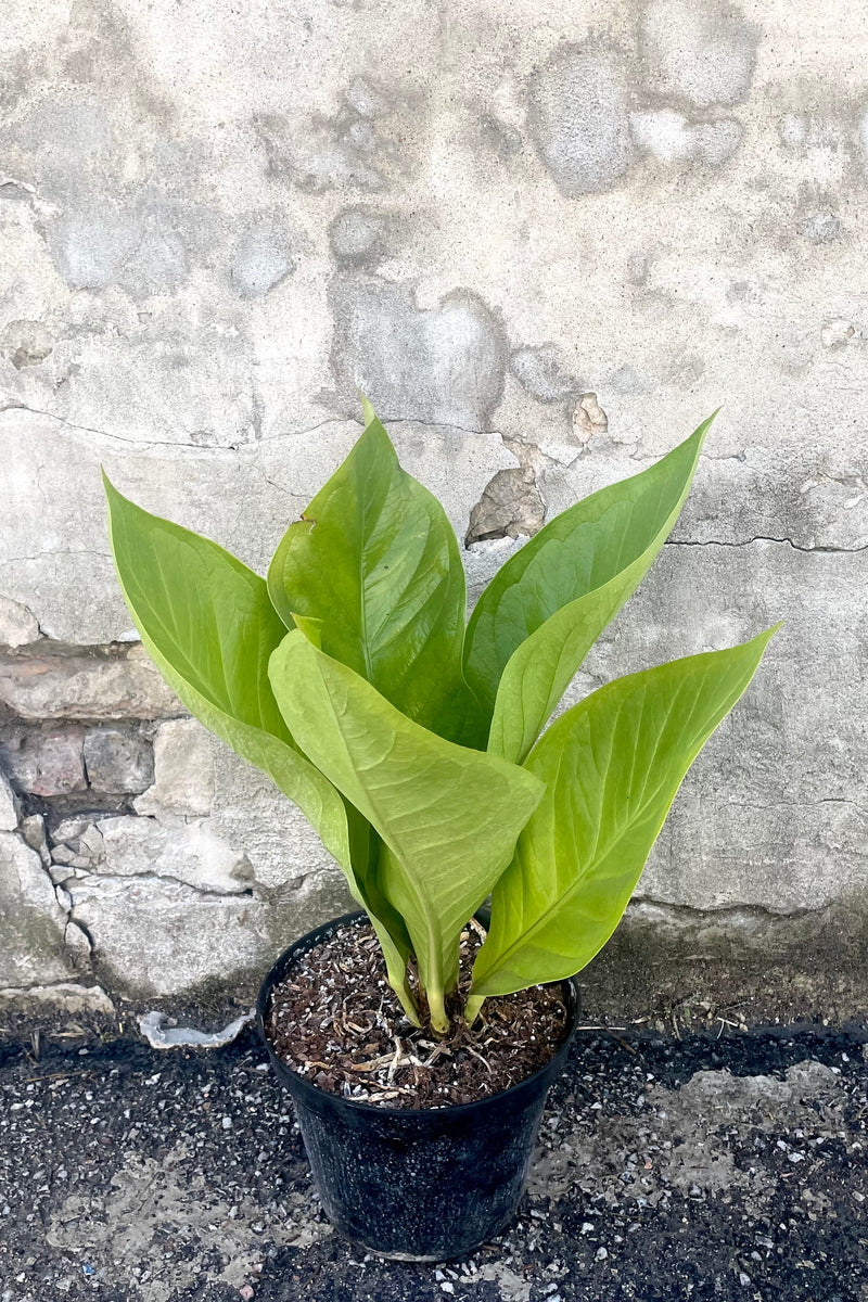 A full view of Anthurium 'King of Kings' 8" in grow pot against concrete backdrop