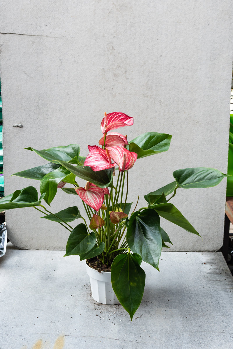 Picture of a beautiful Anthurium 'Livium' in a 6" growers pot. 